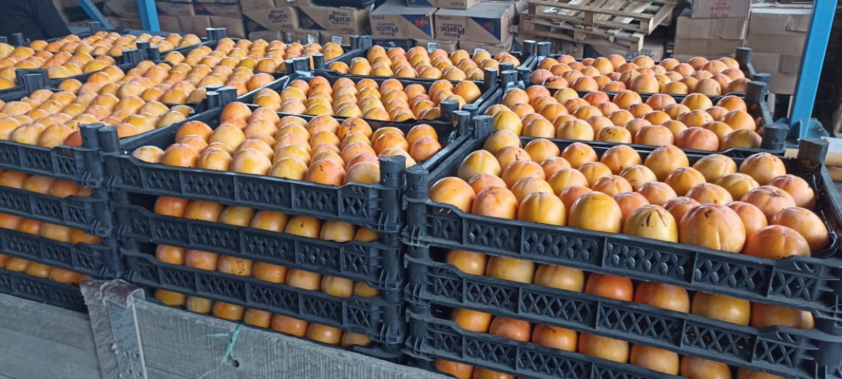 Azexport portal organized a visit to agrarian logistics complexes of the northern regions