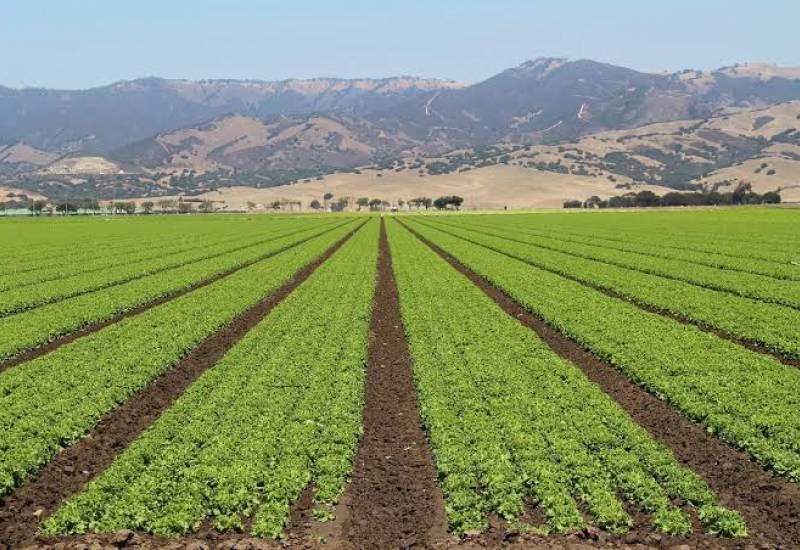 New Law Strengthens the Legal Framework for the Sustainable Development of Seed Production in Azerbaijan