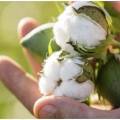THE STATE PROGRAM ON DEVELOPMENT OF COTTON GROWING IN THE REPUBLIC OF AZERBAIJAN FOR 2017-2022